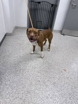 Rescue Terrier and Mixed Breed Dogs for Adoption in Gastonia, North Carolina - 59761935 | PetCurious