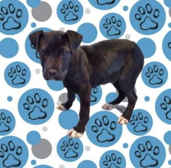 Rescue Terrier and Labrador Retriever Dogs for Adoption in Bossier City, Louisiana - KoKo (Luther) | PetCurious