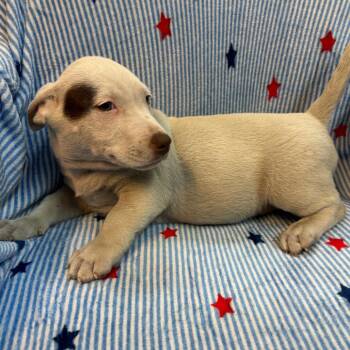Dominic 9167 -  Australian Cattle Dog Blue Heeler and Mixed Breed Dog for Adoption in Kittanning, Pennsylvania - Dominic 9167 | PetCurious