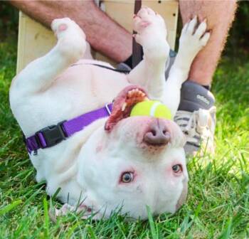 Otis -  Mixed Breed Dog for Adoption in Churchville, New York - Otis | PetCurious