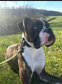 Boxer Dogs Available for Adoption in Monticello, New York - Deuce | PetCurious