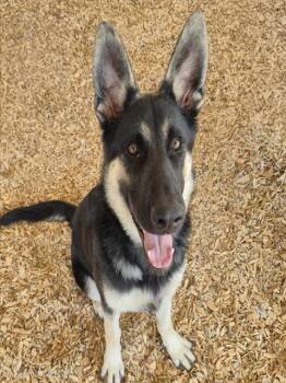 BLACKIE -  German Shepherd Dog and Mixed Breed Dog for Adoption in Albuquerque, New Mexico - BLACKIE | PetCurious