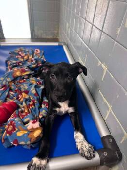 Parfait -  Catahoula Leopard Dog and Pit Bull Terrier Dog for Adoption in Marion, Ohio - Parfait | PetCurious
