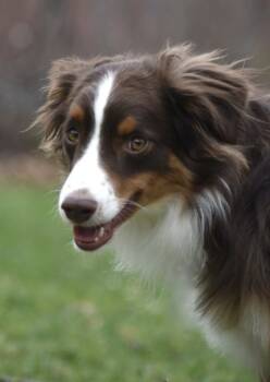 Australian Shepherd Dogs Available for Adoption in Ringwood, Illinois - 0990 Zin NKA Finnegan | PetCurious