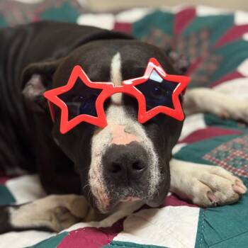 Baby -  Pit Bull Terrier Dog for Adoption in Goleta, California - Baby | PetCurious