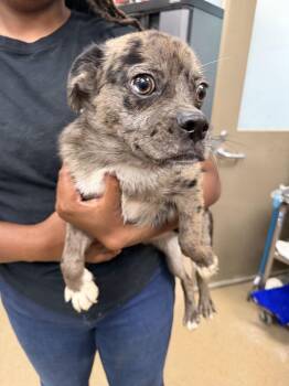 Rizzo~ FOSTER or FOSTER TO ADOPT NEEDED~ -  Pug and Australian Cattle Dog Blue Heeler Dog for Adoption in Minneapolis, Minnesota - Rizzo~ FOSTER Or FOSTER TO ADOPT NEEDED~ | PetCurious