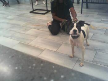 NESSIE -  Mixed Breed Dog for Adoption in Charlotte, North Carolina - NESSIE | PetCurious