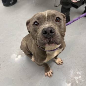 Aviora -  Pit Bull Terrier Dog for Adoption in Northbrook, Illinois - Aviora | PetCurious