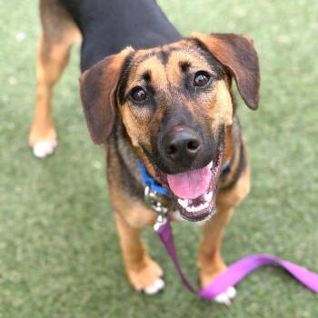Elvis Pawsley -  Mixed Breed Dog for Adoption in Asheville, North Carolina - Elvis Pawsley | PetCurious