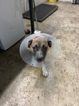 Black Mouth Cur and Mixed Breed Dogs Available for Adoption in Gainesville, Florida - Lucy | PetCurious