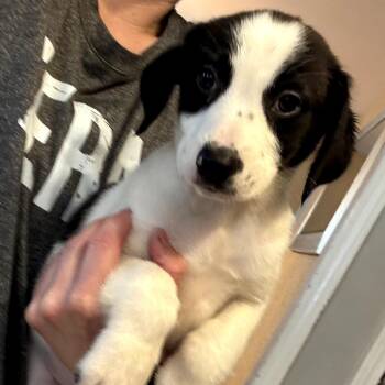 Poodle and Mixed Breed Dogs Available for Adoption in Stormville, New York - CT Freedom Avail May 31 | PetCurious