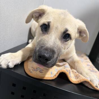 Chewy -  Black Mouth Cur and Mixed Breed Dog for Adoption in Tampa, Florida - Chewy | PetCurious