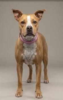 KATNISS EVERDEEN -  Mixed Breed Dog for Adoption in Jacksonville, Florida - KATNISS EVERDEEN | PetCurious