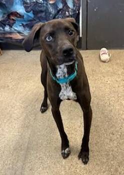 German Shorthaired Pointer Dogs Available for Adoption - Hilary | PetCurious