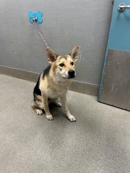 CONSTANCE -  German Shepherd Dog Dog for Adoption in Las Vegas, Nevada - CONSTANCE | PetCurious