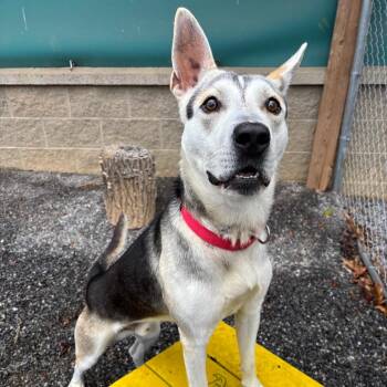 Mixed Breed Dogs Available for Adoption - Samurai | PetCurious