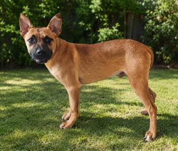 Tyler -  Boxer Dog for Adoption in Wooster, Ohio - Tyler | PetCurious