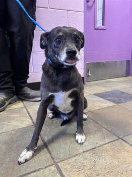 Barry -  Mixed Breed Dog for Adoption in El Paso, Texas - Barry | PetCurious