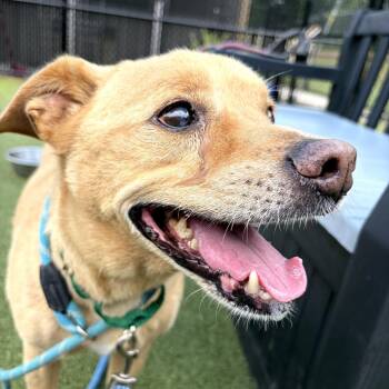 Rex -  Mixed Breed Dog for Adoption in Greensboro, North Carolina - Rex | PetCurious