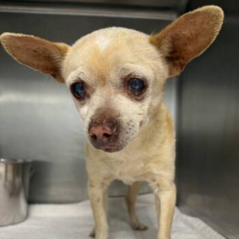 Chihuahua Dogs Available for Adoption in Abilene, Texas - Cobbler | PetCurious