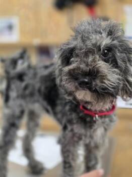 BRANDY -  Poodle and Golden Retriever Dog for Adoption in Aliquippa, Pennsylvania - BRANDY | PetCurious