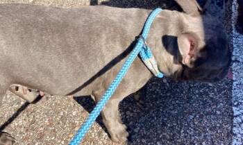 Madigan -  Mixed Breed Dog for Adoption in Cincinnati, Ohio - Madigan | PetCurious
