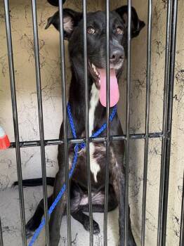 MAREN -  Labrador Retriever Dog for Adoption in Sugar Land, Texas - MAREN | PetCurious