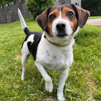 Tracker -  Beagle Dog for Adoption in Latrobe, Pennsylvania - Tracker | PetCurious