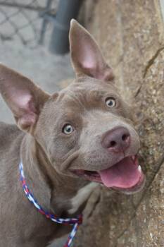 DENTEN -  Pit Bull Terrier and Mixed Breed Dog for Adoption in Tulsa, Oklahoma - DENTEN | PetCurious