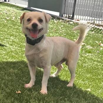 Chex -  Chihuahua Dog for Adoption in Walnut Creek, California - Chex | PetCurious