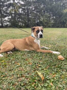 Rescue Boxer and Australian Cattle Dog Blue Heeler Dogs for Adoption in Upper Sandusky, Ohio - Bluey | PetCurious