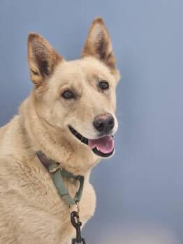 Biscuit -  Husky and German Shepherd Dog Dog for Adoption in Missoula, Montana - Biscuit | PetCurious