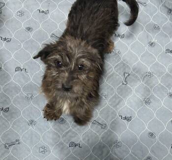 Miniature Dachshund and Yorkshire Terrier Dogs Available for Adoption - Dorkie 5.6 Lbs  | PetCurious