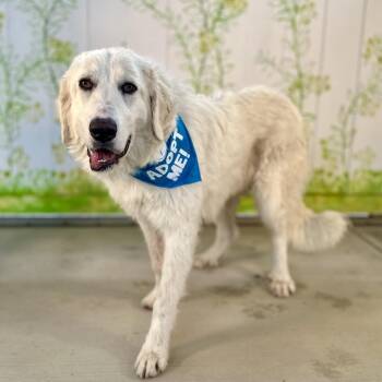 Celeste -  Great Pyrenees Dog for Adoption in Pacific Grove, California - Celeste | PetCurious