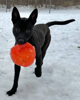 Rescue Fox Terrier and Labrador Retriever Dogs for Adoption in Albion, New York - Allie | PetCurious