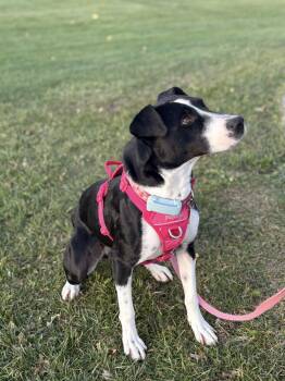 Rescue Mixed Breed Dogs for Adoption in Mississauga, Ontario - Dixi | PetCurious