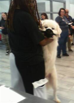 POLO -  Great Pyrenees Dog for Adoption in Charlotte, North Carolina - POLO | PetCurious
