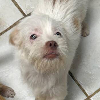 Winnie -  Terrier and Chihuahua Dog for Adoption in Helena, Alabama - Winnie | PetCurious