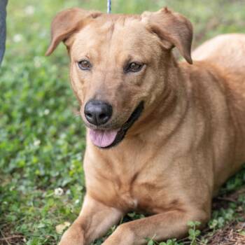 Labrador Retriever and Mixed Breed Dogs Available for Adoption in Memphis, Tennessee - RACHEL-30639 | PetCurious