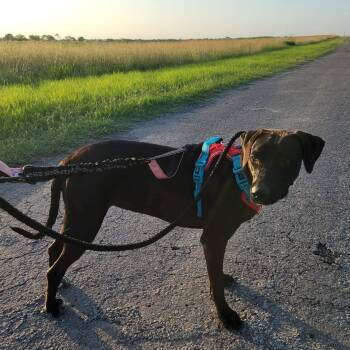 June -  Terrier and Mixed Breed Dog for Adoption in Kingsville, Texas - June | PetCurious