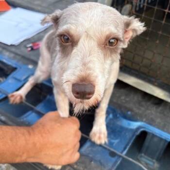 Cordelia -  Miniature Schnauzer Dog for Adoption in Normal, Illinois - Cordelia | PetCurious