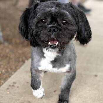Rescue Shih Tzu Dogs for Adoption in Tunica, Mississippi - Buster | PetCurious