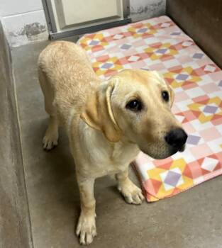 Checks -  Labrador Retriever Dog for Adoption in Clarksville, Tennessee - Checks | PetCurious