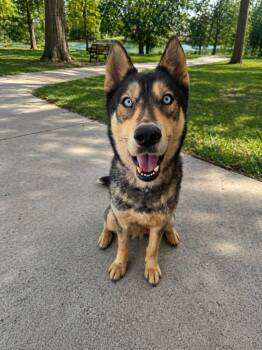 Siberian Husky Dogs Available for Adoption in Cumming, Georgia - Freya | PetCurious
