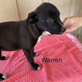 Mixed Breed Dogs Available for Adoption - Warren | PetCurious