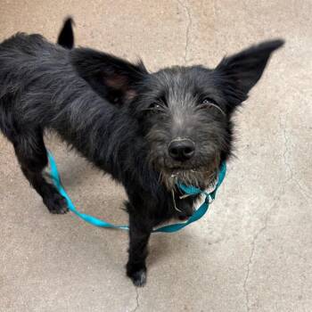 Terrier Dogs Available for Adoption in Chattanooga, Tennessee - Louise | PetCurious