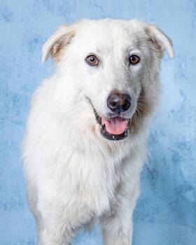 Dove -  Great Pyrenees Dog for Adoption in Houston, Texas - Dove | PetCurious
