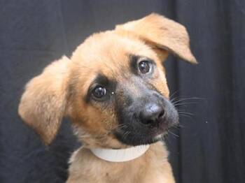 Fig -  Shepherd and Labrador Retriever Dog for Adoption in Portland, Oregon - Fig | PetCurious
