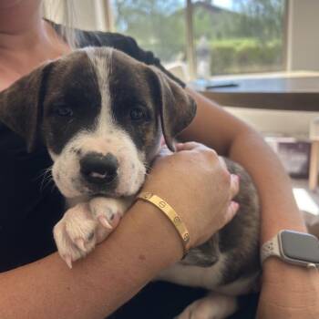 Carmela -  Boxer and Australian Cattle Dog Blue Heeler Dog for Adoption in Phoenix, Arizona - Carmela | PetCurious