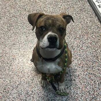 Rajah -  Mixed Breed and Boxer Dog for Adoption in Salt Lake City, Utah - Rajah | PetCurious